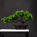 green bonsai